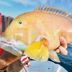 Zman Swimmerz 6 -Reels Shop IMG 3238 2dbfe4a0 61b5 4c8a aed8 d10cb65cd1b0