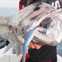 Zman Mag Swimz 8 15 Zman Mag Swimz 8 -Reels Shop IMG 8093