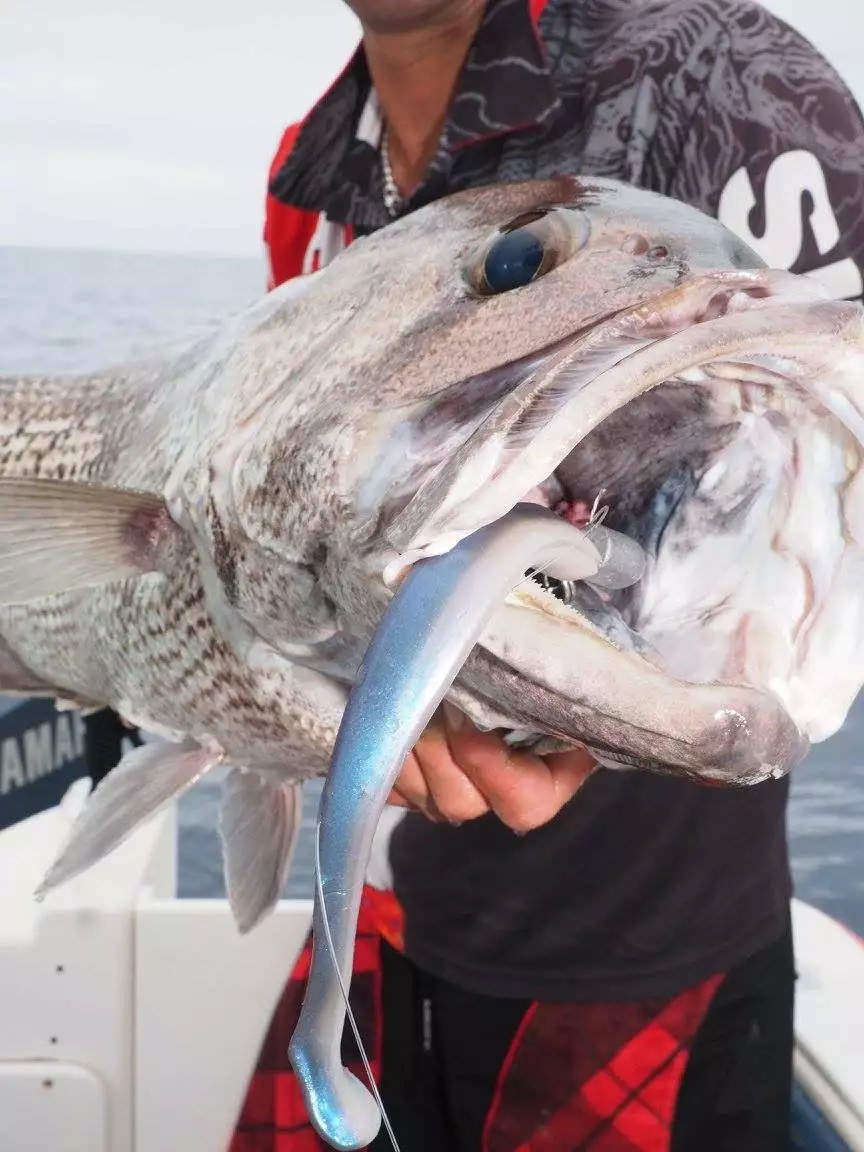 Zman Mag Swimz 8 8 Zman Mag Swimz 8 - Image 8