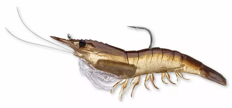 Live Target Shrimp 3 Live Target Shrimp - Image 3