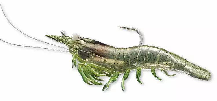 Live Target Shrimp 6 Live Target Shrimp - Image 6
