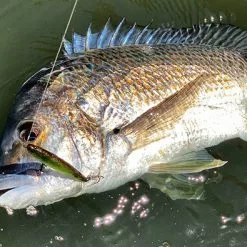 Pro Lure SK62S 5 Pro Lure SK62S -Reels Shop ProlureSK62PencilTacklewest