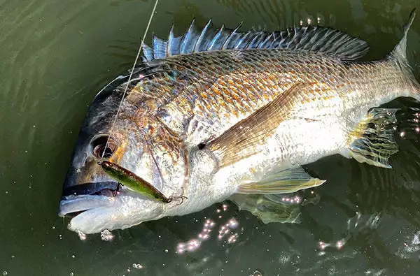 Pro Lure SK62S 3 Pro Lure SK62S - Image 3