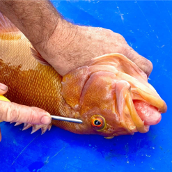 TackleWest Ikipik Fish Spike -Reels Shop ScreenShot2020 06 22at4.17.49pm