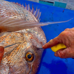 TackleWest Ikipik Fish Spike -Reels Shop ScreenShot2020 06 22at4.17.57pm