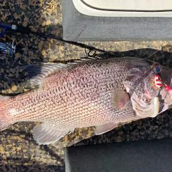 Vexed Dhu Bomb -Reels Shop Vexed Dhu bomb Tackle West scaled