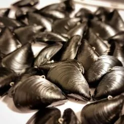 Blue Lip Baits Micro Mussel 19 Blue Lip Baits Micro Mussel -Reels Shop image adafab1e d771 4852 9575 aada9d31f61b 1080x jpg